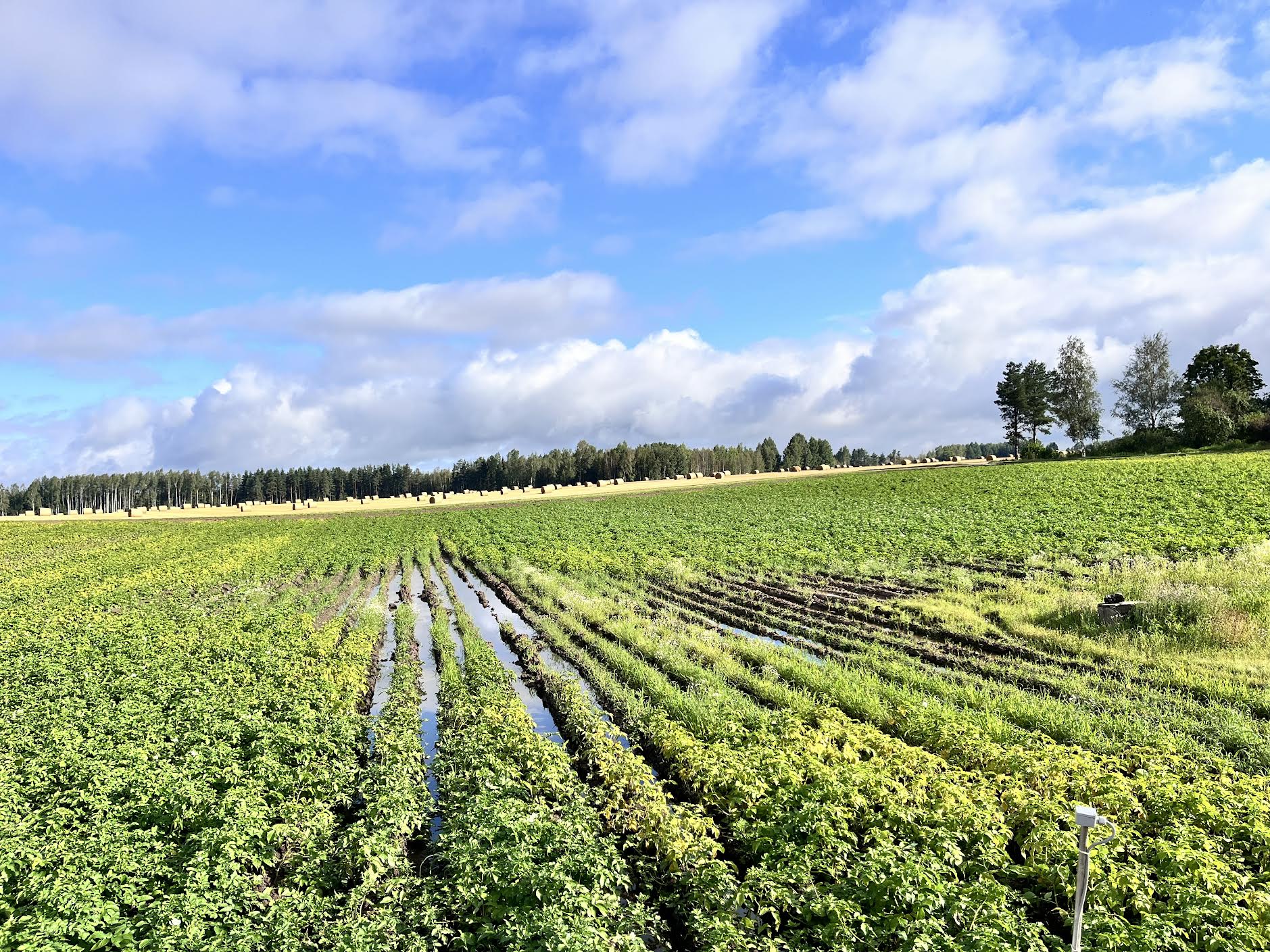 Võru vallas Tagakülas kartulit kasvatav Ants Muld on teinud mitmeid fotosid uppuvatest põldudest. Võib juhtuda, et riigil läheb süda haledaks ja talunikele makstakse ikaldunud saagi eest toetust. Foto: ERAKOGU